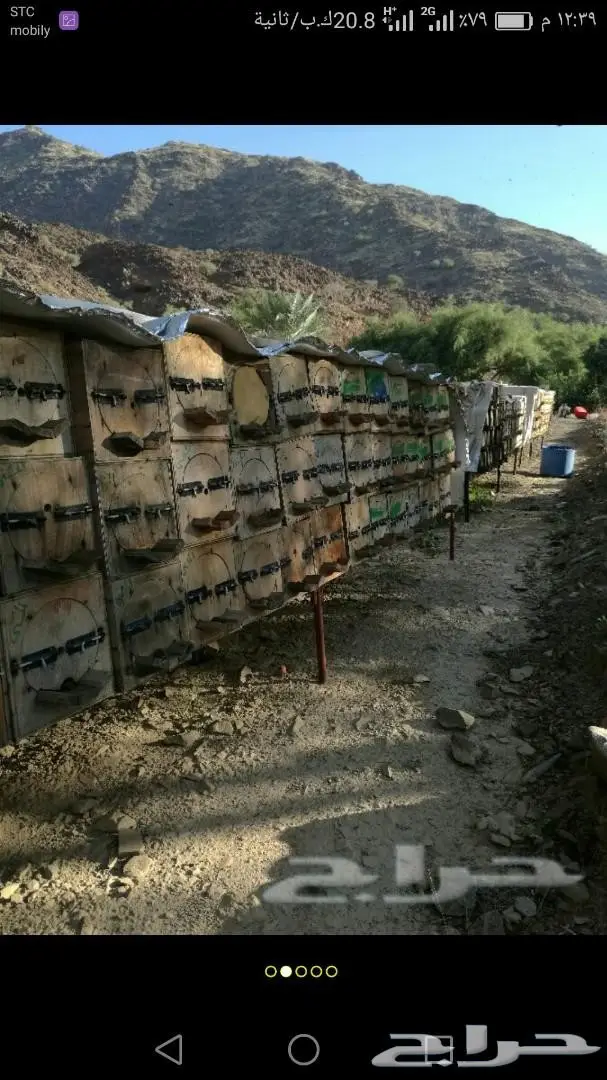 العود اللاوسي النادر والدهن التايلندي الملكي 19