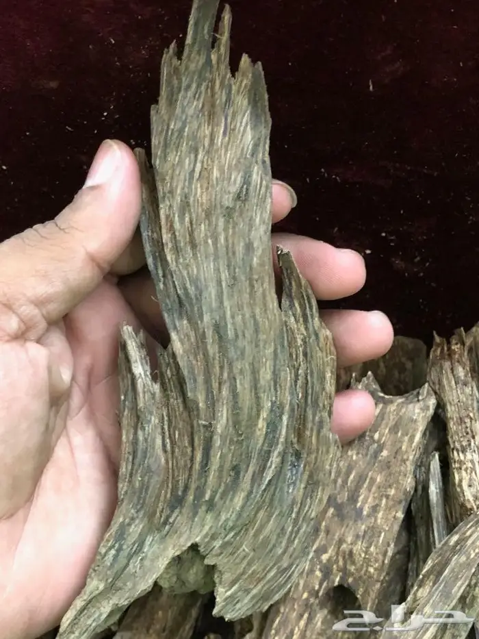 العود اللاوسي. البورمي التايلندي الماليزي  22
