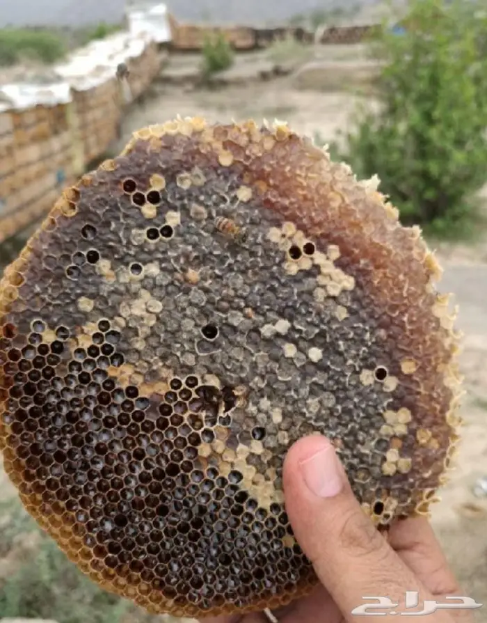 لاوسي بورمي ماليزي كاوياي نوادر العود 8