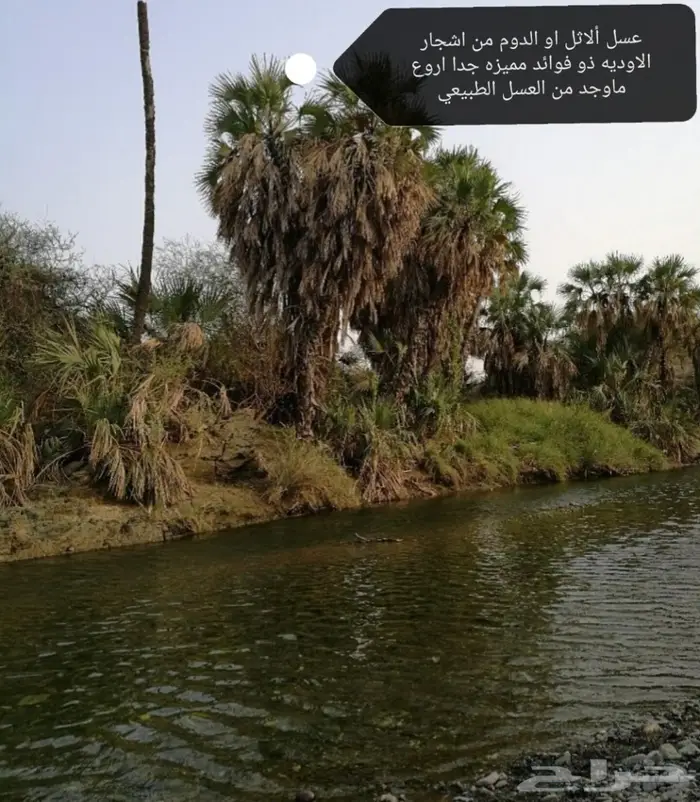 العود اللاوسي النادر والدهن التايلندي الملكي 17