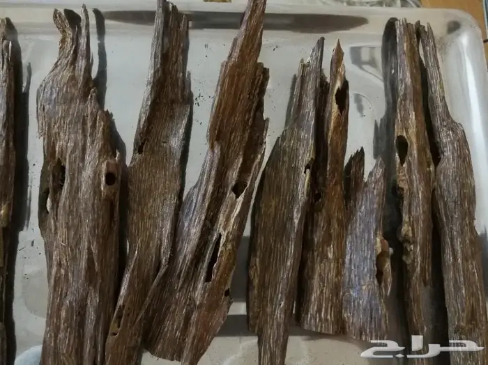 كمبودي وترابي تايلندي ولاوسي وكاوياي 7