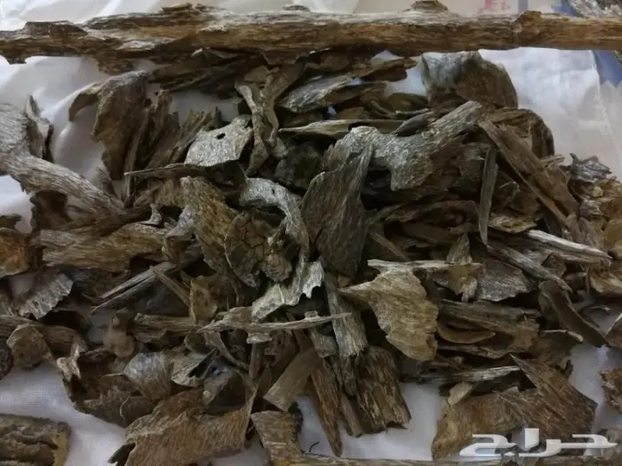 كمبودي وترابي تايلندي ولاوسي وكاوياي 15