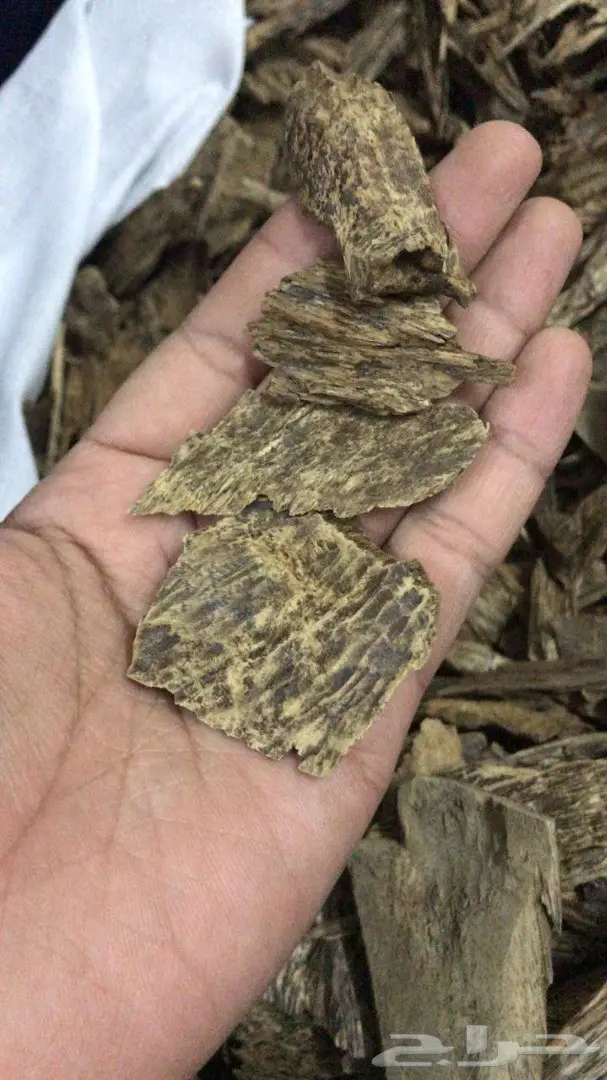 متخصصون في الدهن الملكي وعود الغابات الطبيعيه 12