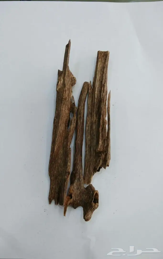 متخصصون في الدهن الملكي وعود الغابات الطبيعيه 13