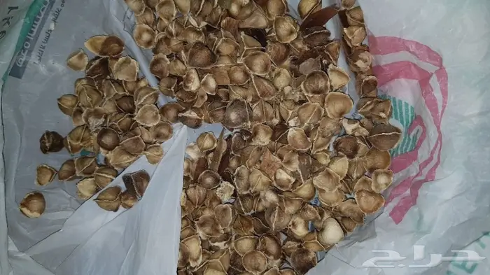 بذور شجرة الحياة المعجزة المورينقا بأنواعها 12