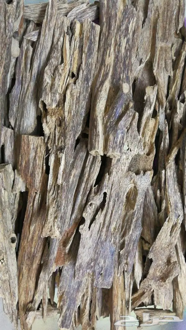 عود لاوسي بورمي ماليزي جنوب تايلند كاوياي 12