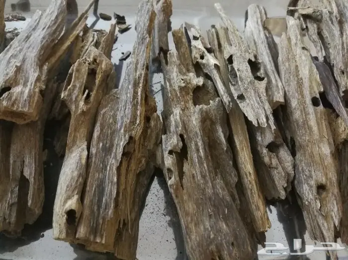 دهن الكلكاس التايلندي والعود البورمي 6