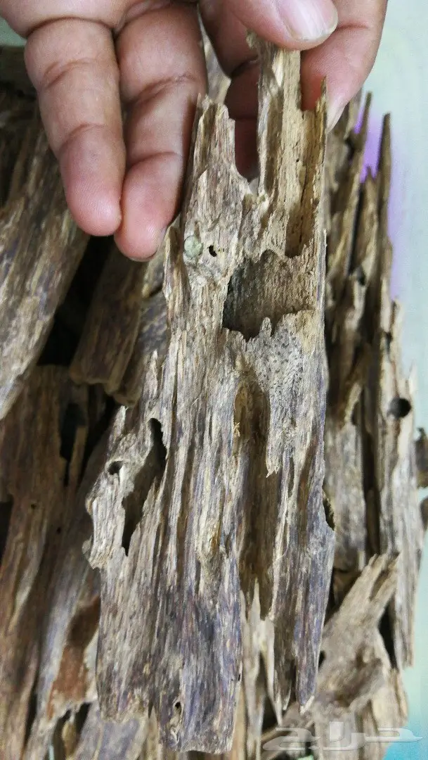 كمبودي الاجداد التميز في عالم دهن العود 4