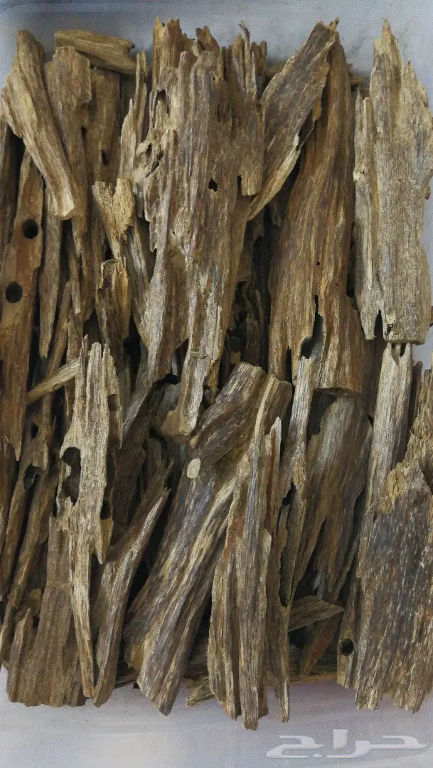 كمبودي الاجداد التميز في عالم دهن العود 8