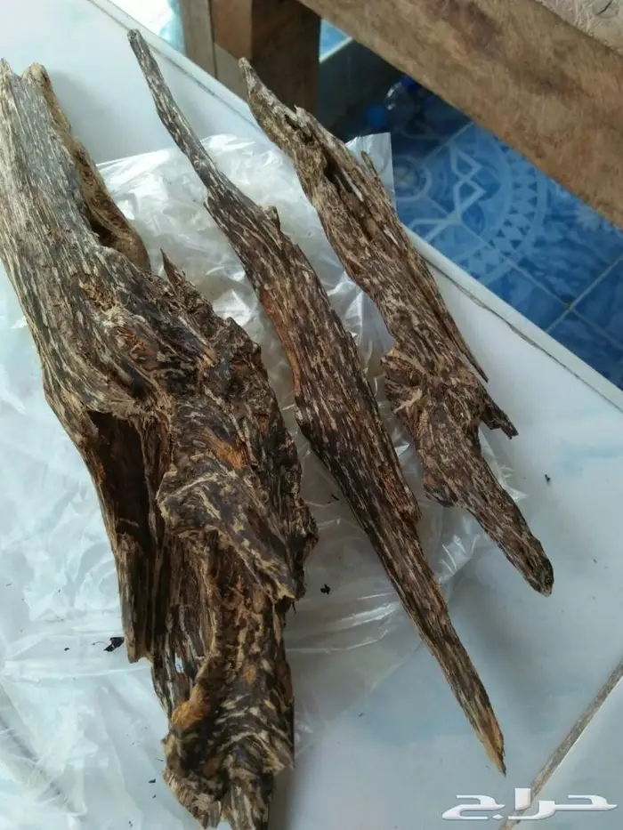 كمبودي الاجداد القديم والدهون الملكيه لدينا  2