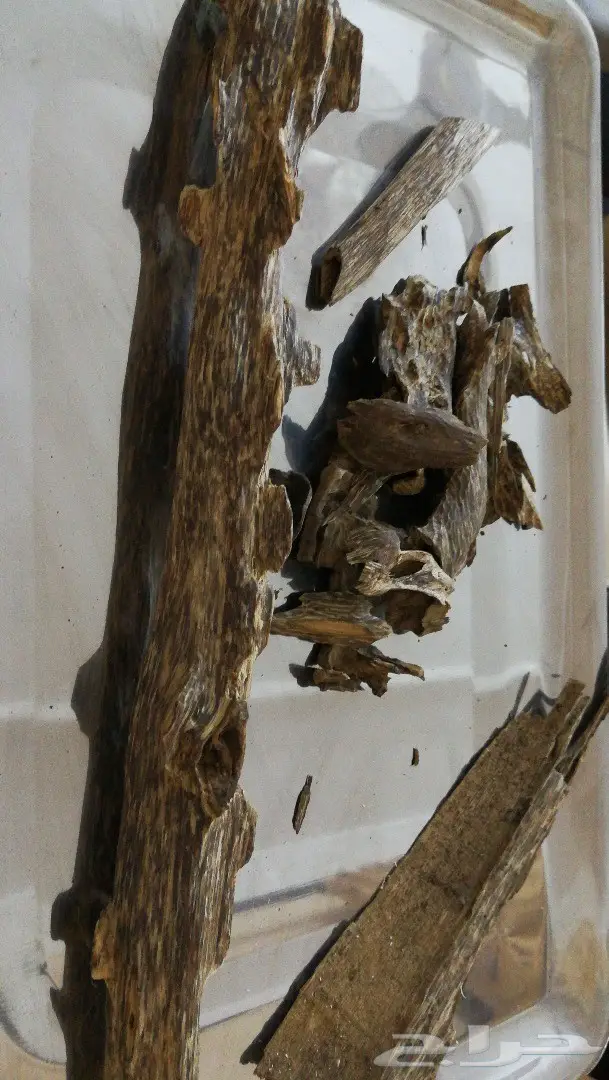 أجودأنواع الدهون الملكيه وعودالغابات الطبيعيه 6