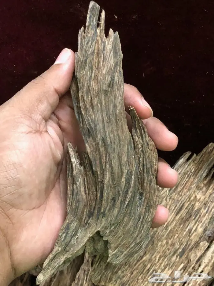 كاوياي الاجداد والادهان الملكيه ثبات الاصل 5