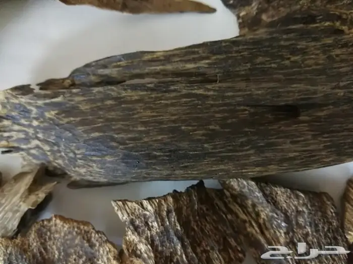 كاوياي الاجداد والادهان الملكيه ثبات الاصل 11