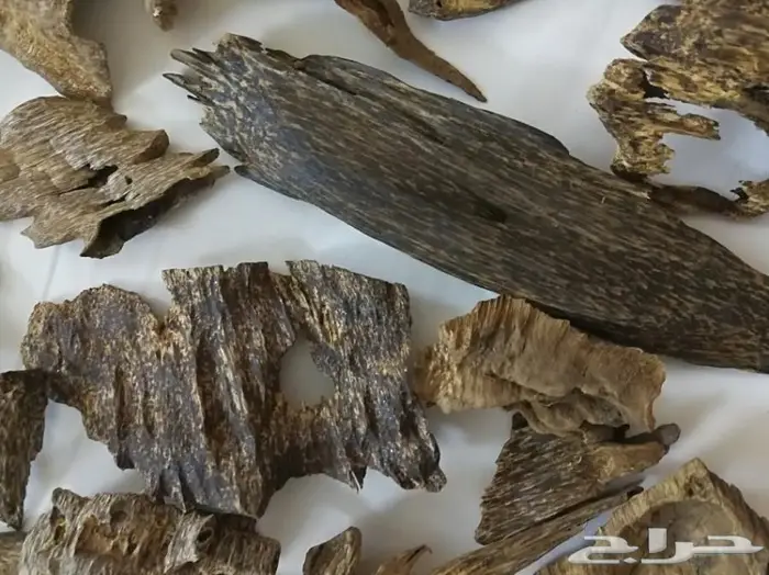 كاوياي الاجداد والادهان الملكيه ثبات الاصل 16