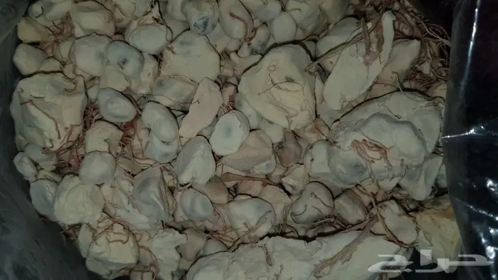 بذور شجرة الكلهمة الضخمة والمغذية 5