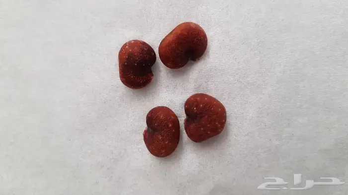 بذور شجرة الكلهمة الضخمة والمغذية 6