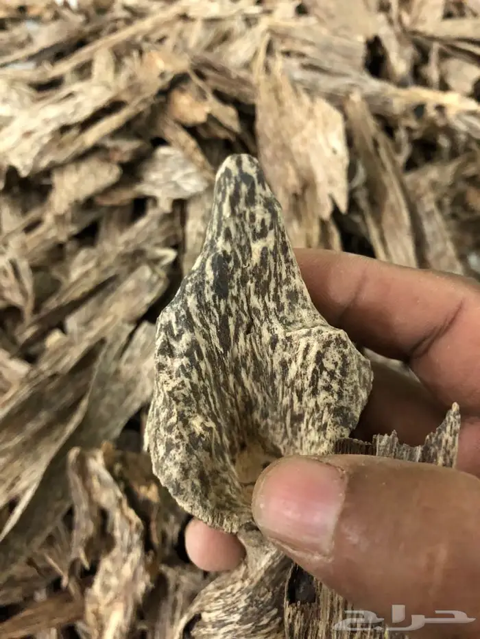 روعةعودالسيوفي الفيتنامي غابات طبيعيه 2