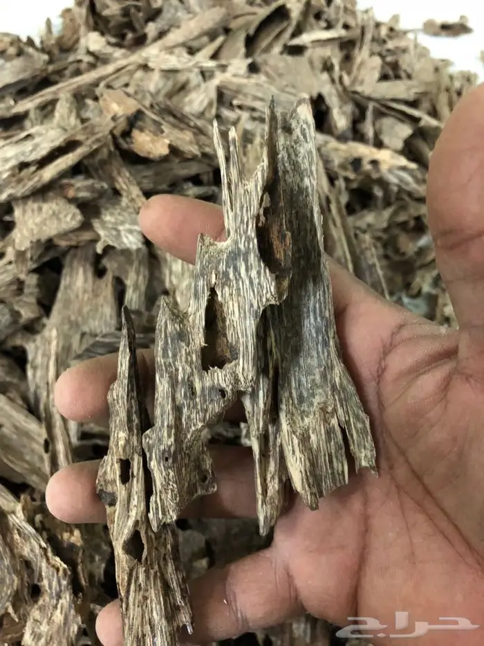 روعةعودالسيوفي الفيتنامي غابات طبيعيه 3