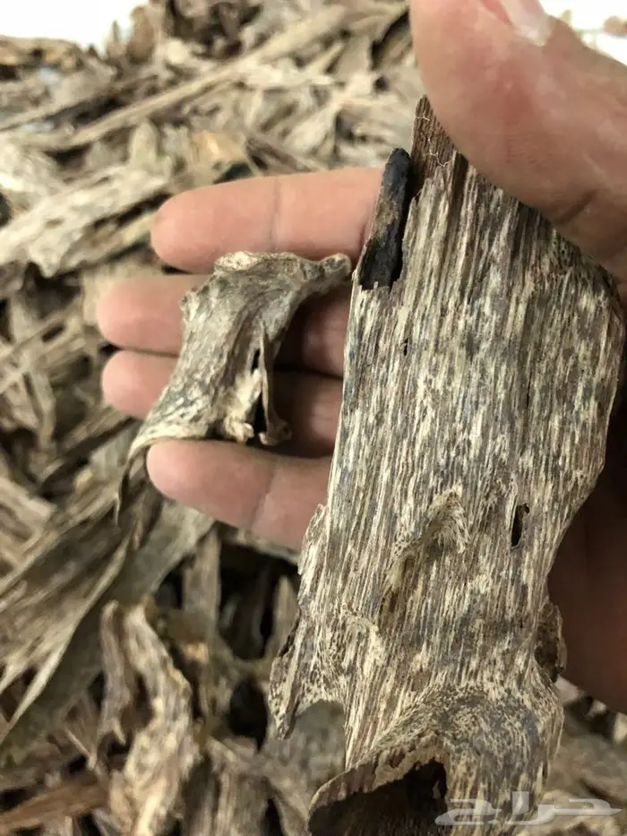 روعةعودالسيوفي الفيتنامي غابات طبيعيه 4