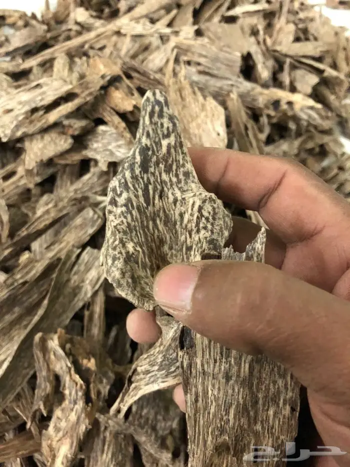 روعةعودالسيوفي الفيتنامي غابات طبيعيه 5