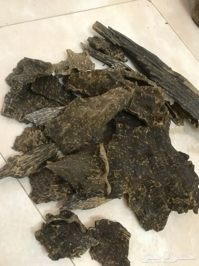 اندر نوادر العود كمبودي وكاوياي سيوفي لاوسي 0