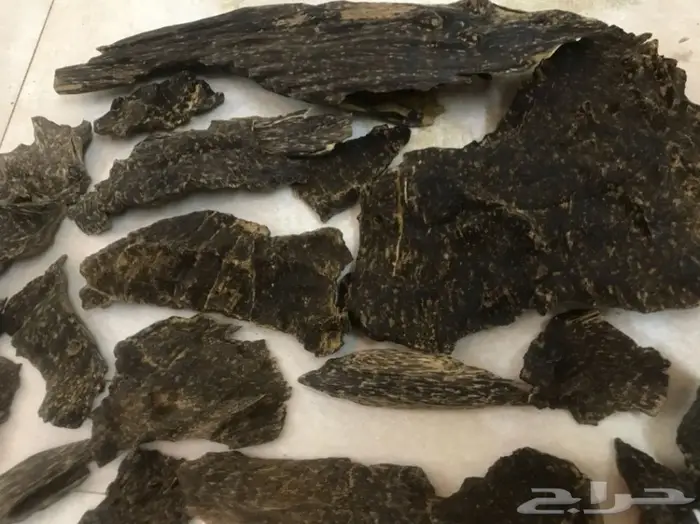 اندر نوادر العود كمبودي وكاوياي سيوفي لاوسي 1