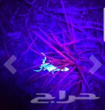 مزاد من ريال واحد على كشاف 2x1 (شحن) جديد (image 6)
