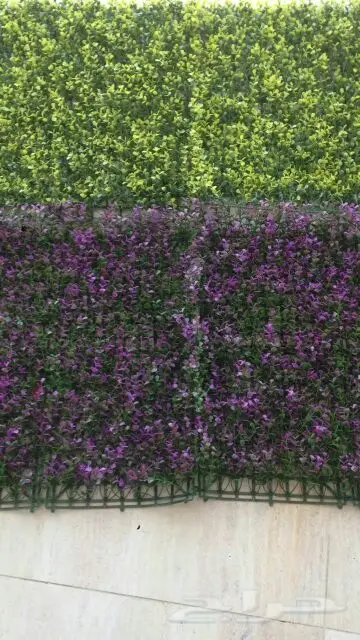 مشتل درة الجزيرة  (image 1)