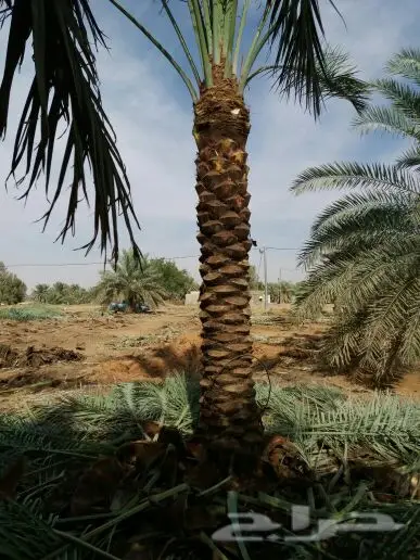 للبيع نخل مع التوصيل والزراعه (image 12)