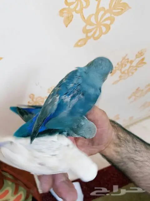 فروخ روز (image 3)