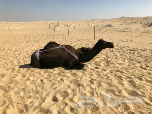 خلفه مجهم منيح هديه (image 8)