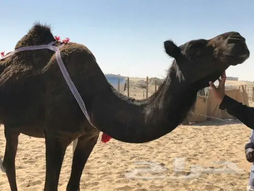 خلفه مجهم منيح هديه (image 4)