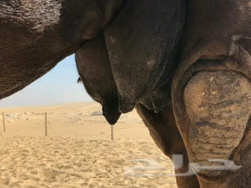 خلفه مجهم منيح هديه (image 6)