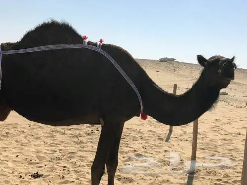 خلفه مجهم منيح هديه (image 1)