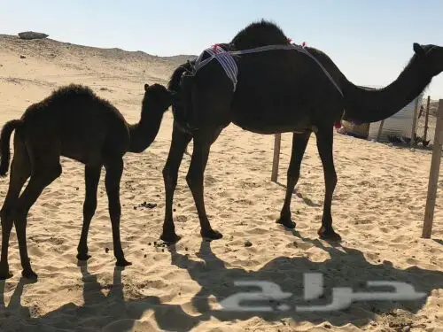 خلفه مجهم منيح هديه (image 2)