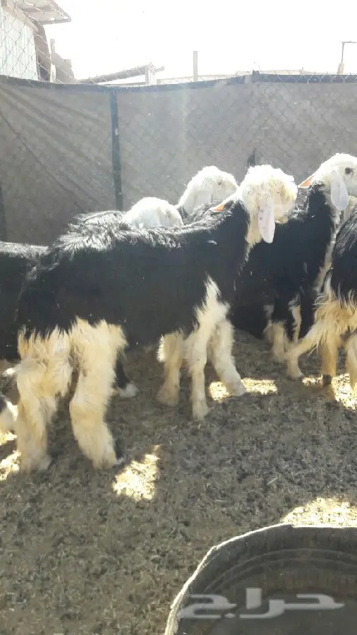 هرافى نجد  (image 8)