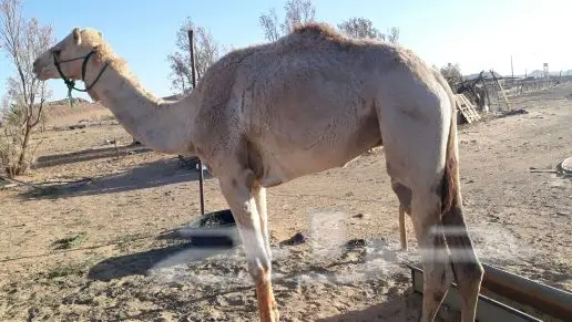 ركبي للبيع .. (image 2)