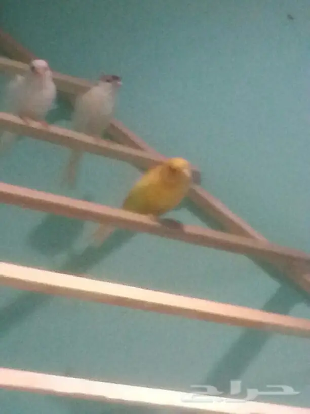 ذكر كناري لون نادر (image 8)