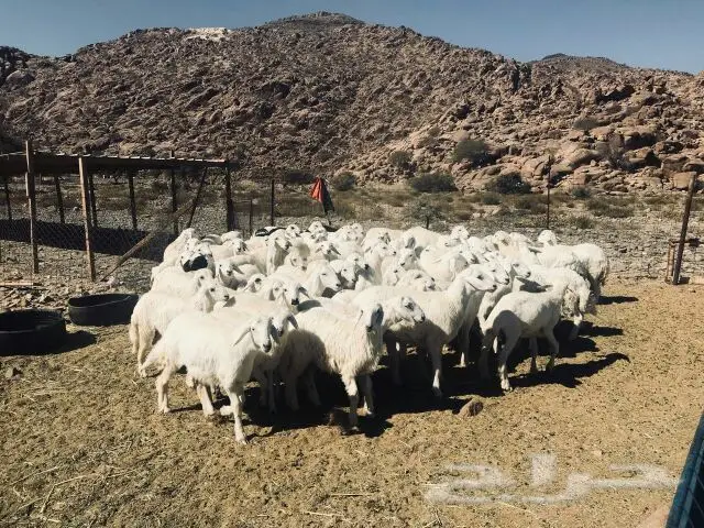 لبيع بهم حري 80 راس حد 430 مع التوصيل  (image 1)