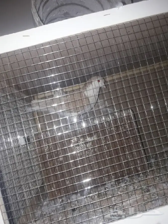 ازواج شيرازي (image 6)