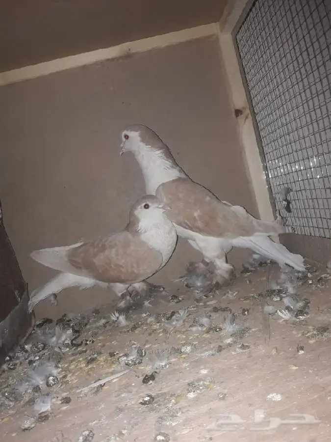 ازواج شيرازي (image 3)