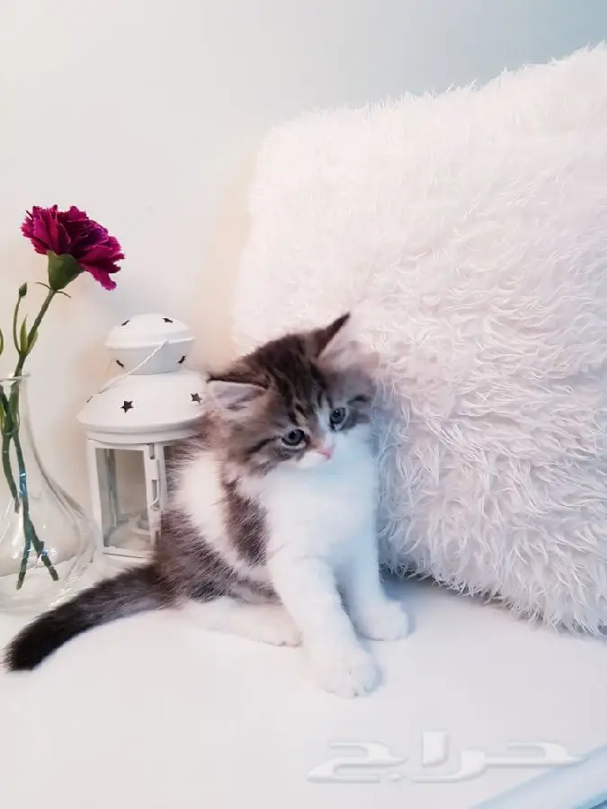 كيتن كيوت جمال ما شاء الله  (image 4)