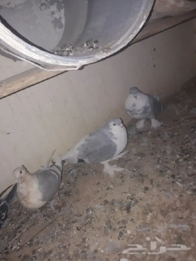 ازواج شيرازي (image 7)