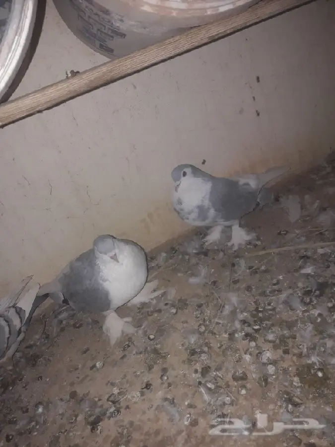 ازواج شيرازي (image 8)