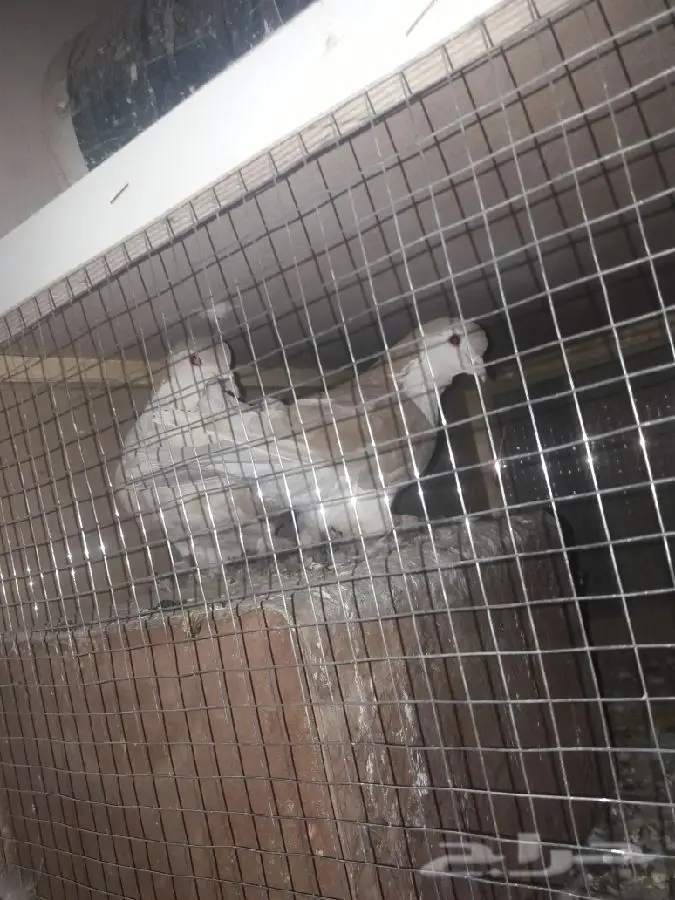 ازواج شيرازي (image 5)
