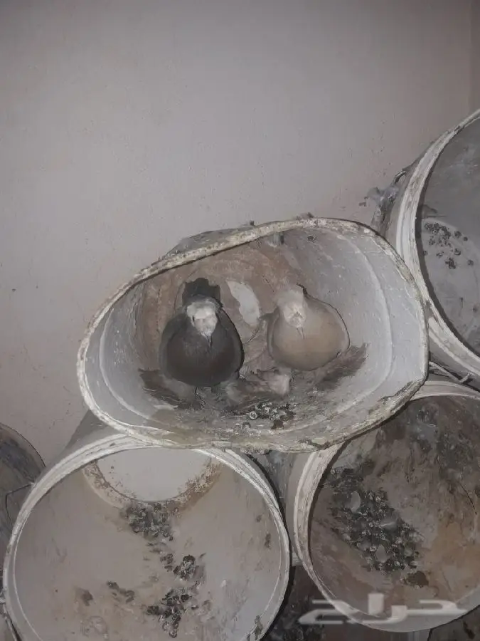 ازواج شيرازي (image 2)