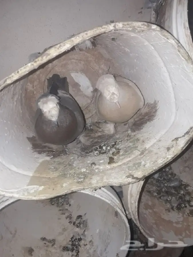 ازواج شيرازي (image 1)