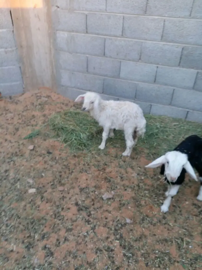 ثلاث دواغير 
 (image 2)