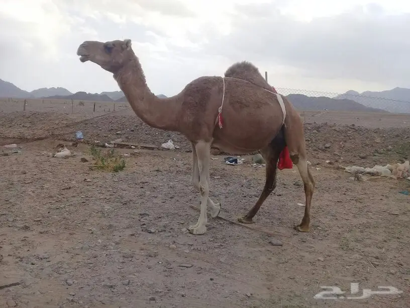 خلفة منيحة ياهل المنايح تملي سطل البرني وزود (image 6)