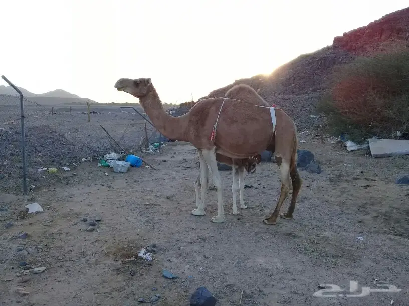 خلفة منيحة ياهل المنايح تملي سطل البرني وزود (image 1)